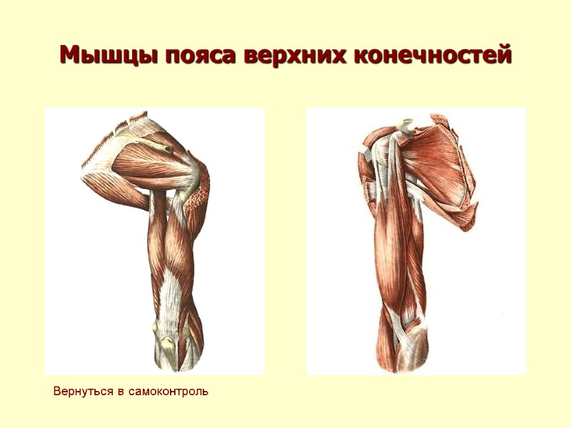 Мышцы пояса верхних конечностей Вернуться в самоконтроль